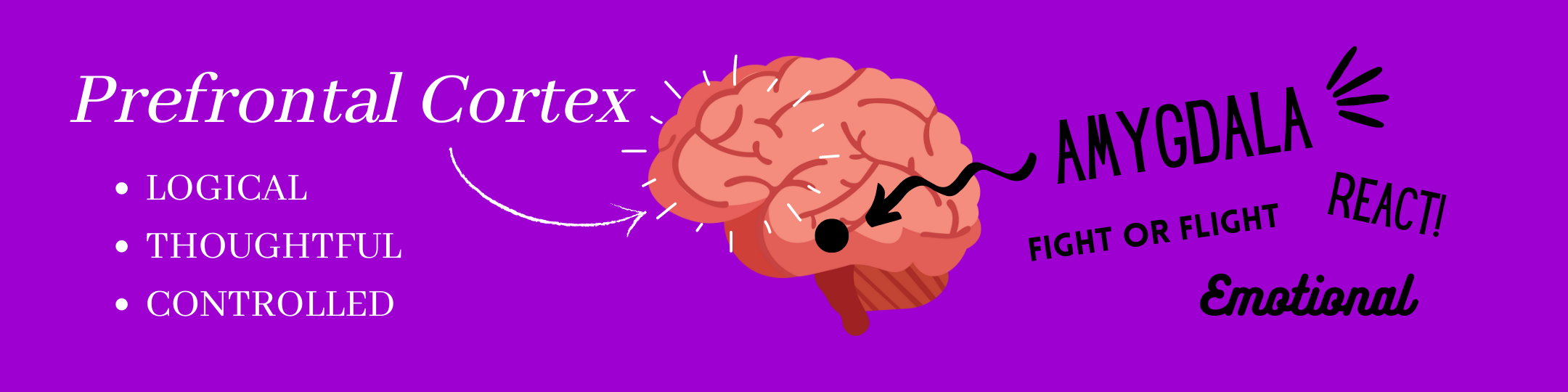 The prefrontal cortex is involved in logical, thoughtful, and controlled processes. The amygdala is involved in the fight or flight response, reactions, and emotions.