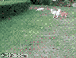 two dogs chasing each other one fails to get over bush